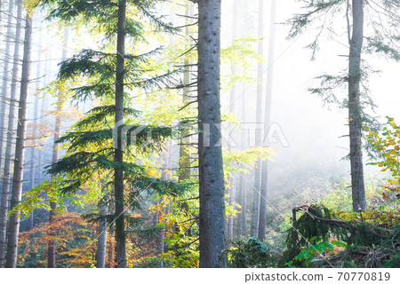 Beautiful morning in the misty autumn forest with majestic colored trees Beautiful morning in the misty autumn forest with majestic colored trees 70770819