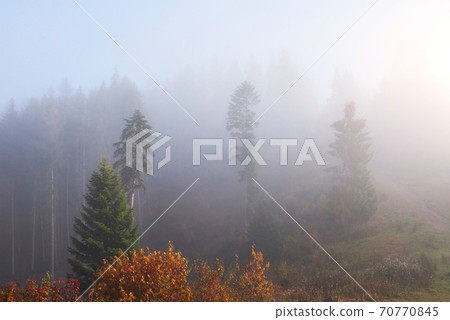 Morning fog creeps with scraps over autumn mountain forest covered in gold leaves 70770845
