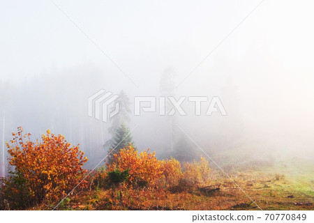 Morning fog creeps with scraps over autumn mountain forest covered in gold leaves 70770849