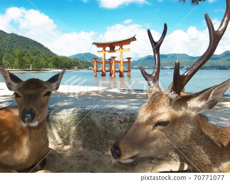 角島神社大鳥居和情侶鹿 角島神社大鳥居和情侶鹿 70771077