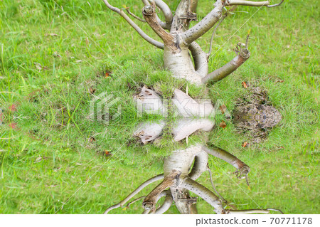 tree and ceramic pot 70771178