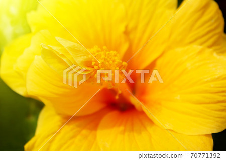 yellow hibiscus 70771392