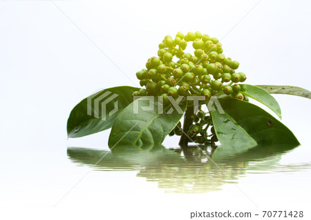 fresh green fruit isolated on a white background fresh green fruit isolated on a white background 70771428