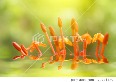 Beautiful yellow red flowers Beautiful yellow red flowers 70771429
