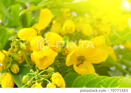 Beautiful yellow flowers 70771483