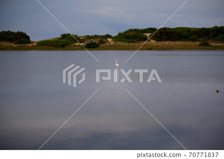 Pink flamingos stay in fresh water of a natural reserve in the cloudy day on Salina dei Monaci, Torre Colimena 70771837