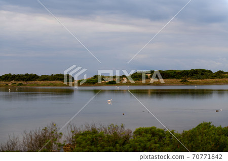 Pink flamingos stay in fresh water of a natural reserve in the cloudy day on Salina dei Monaci, Torre Colimena 70771842