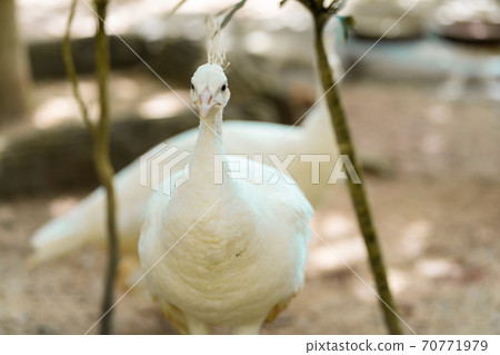 Rare white female albino peacock close up 70771979