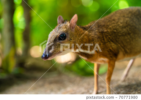 Kanchil is an amazing cute baby deer from the tropics. The mouse deer is one of the most unusual animals. Cloven-hoofed mouse 70771980