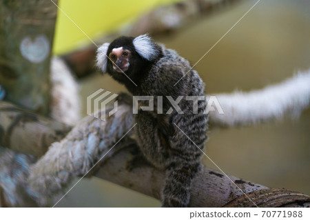 A small Callitrix monkey sits on a tree branch A small Callitrix monkey sits on a tree branch 70771988