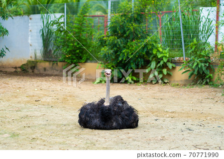 Young ostrich is sitting on the ground of urban zoo Young ostrich is sitting on the ground of urban zoo 70771990