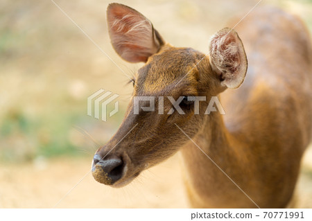 young hornless deer close-up, portrait close up young hornless deer close-up, portrait close up 70771991