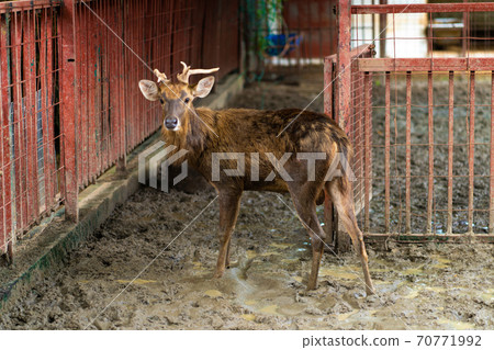 Deer with broken antlers in the zoo corral Deer with broken antlers in the zoo corral 70771992