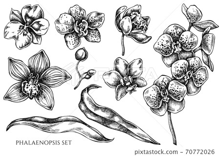 Vector set of hand drawn black and white phalaenopsis 70772026