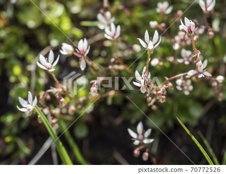 Blossom flowers and bud of Saxifraga umbrosa or urbium close up with green leaves , selective focus, bokeh background Blossom flowers and bud of Saxifraga umbrosa or urbium close up with green leaves , selective focus, bokeh background 70772526