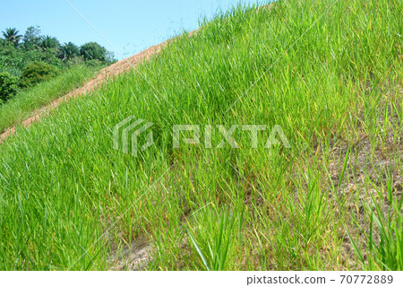 SEREMBAN, MALAYSIA - MARCH 6, 2020: Permanent slope protection using the close turfing method to prevent erosion. The selected type of grass used for the method. The grass also stabilizes the slope st 70772889