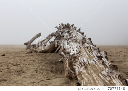 Panoramic View of Beautiful Sandy Beach on the Pacific Ocean Coast Panoramic View of Beautiful Sandy Beach on the Pacific Ocean Coast 70773148