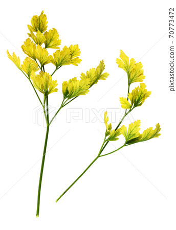 Set of faded yellow parsley leaves Set of faded yellow parsley leaves 70773472