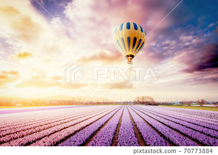 A beautiful field of flowers in Holland. Balloons in the background. Fantastic spring event 70773884