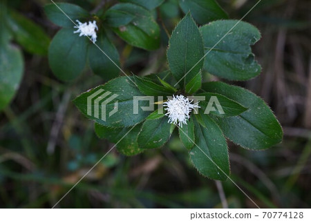Mole cricket flower Mole cricket flower 70774128