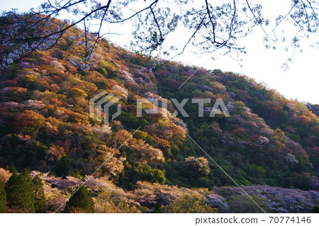 兵庫縣淡路島，櫻花盛開的鶴鶴水壩公園 70774146