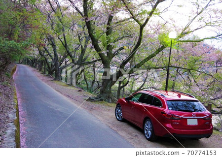 Row of cherry trees 70774153