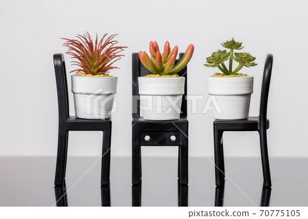 Succulents on a chair stands on a black glass surface on a white background Succulents on a chair stands on a black glass surface on a white background 70775105