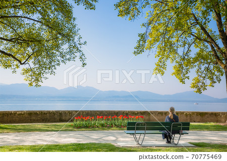 Tulips garden park festival beautiful flowers in spring season at morges city near lake leman in Switzerland, vacation in Europe. 70775469