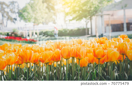 Tulips garden park festival beautiful flowers in spring season at morges city near lake leman in Switzerland, vacation in Europe. 70775479