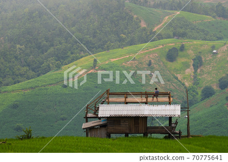 View of green hill and wooden house in ricefield in Chiang Mai Thailand View of green hill and wooden house in ricefield in Chiang Mai Thailand 70775641