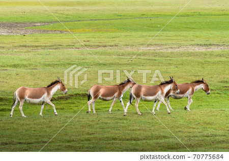 Tibetan wildlife donkeys in grass field in Karakoram range in Ladakh India Tibetan wildlife donkeys in grass field in Karakoram range in Ladakh India 70775684