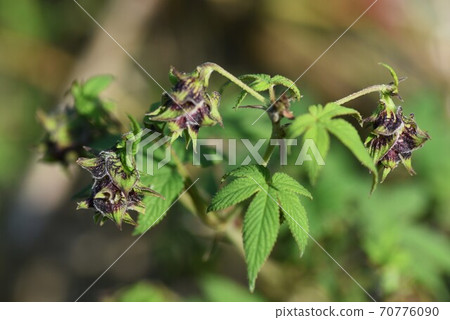 卡納姆格拉（鐵葎）的雌花 70776090