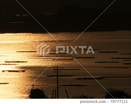 佐渡島卡莫湖上的牡蠣養殖樁被初升的太陽照亮 70777121