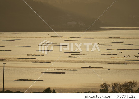 佐渡島卡莫湖上的牡蠣養殖樁被初升的太陽照亮 70777122