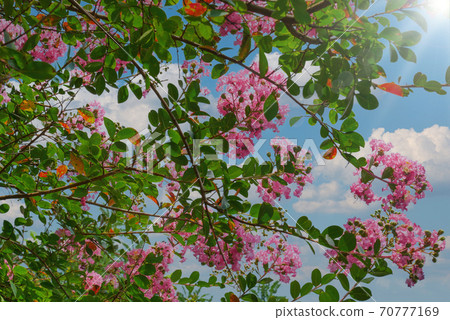 Crape myrtle flower 70777169