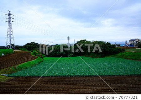 Autumn of radish field, a specialty of Shonan Miura Peninsula 70777321