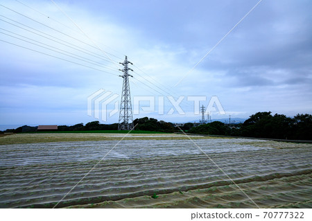 Autumn of radish field, a specialty of Shonan Miura Peninsula Autumn of radish field, a specialty of Shonan Miura Peninsula 70777322