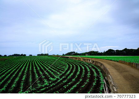 Autumn of radish field, a specialty of Shonan Miura Peninsula Autumn of radish field, a specialty of Shonan Miura Peninsula 70777323