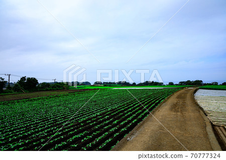 Autumn of radish field, a specialty of Shonan Miura Peninsula Autumn of radish field, a specialty of Shonan Miura Peninsula 70777324