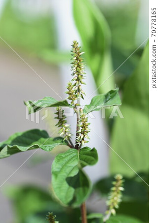 Achyranthes bidentata (Achyranthes bidentata) 70778165