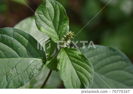 Achyranthes bidentata (Achyranthes bidentata) 70778167