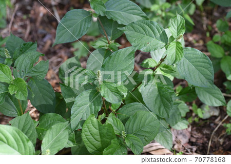 Achyranthes bidentata (Achyranthes bidentata) 70778168