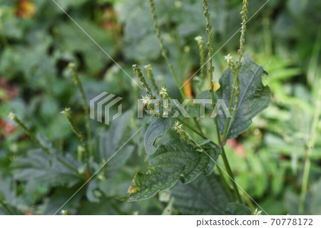 Achyranthes bidentata (Achyranthes bidentata) 70778172