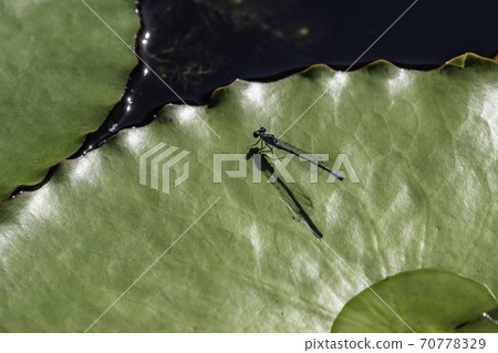 Dragonfly Dragonfly 70778329