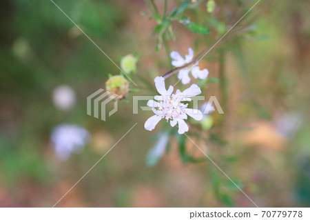 松花 松花 70779778