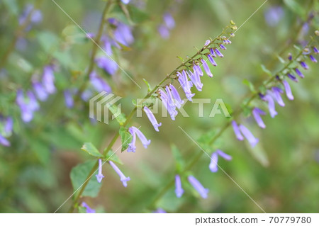 秋天三葉草花 70779780