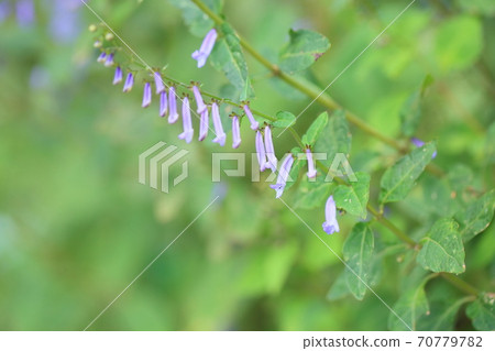 秋天三葉草花 70779782