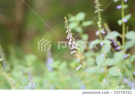 秋天三葉草花 70779783