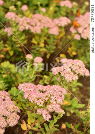 植物:Benvenaceae科 植物:Benvenaceae科 70779851