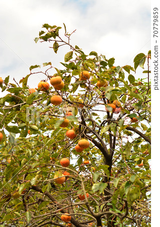 Tree: Okinawa Okinawa 70779859